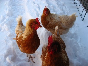 Snapshot of Raising Chickens In Winter Climates